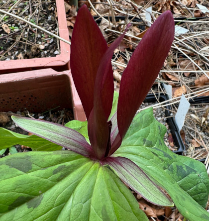 Trillium chloropetalum (deliver in Autumn)